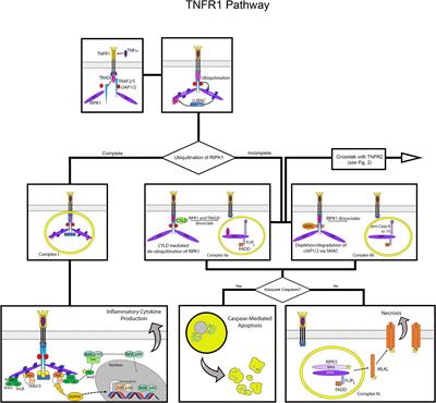 Tumor Necrosis Factor Receptors: Pleiotropic Signaling Complexes and Their Differential Effects